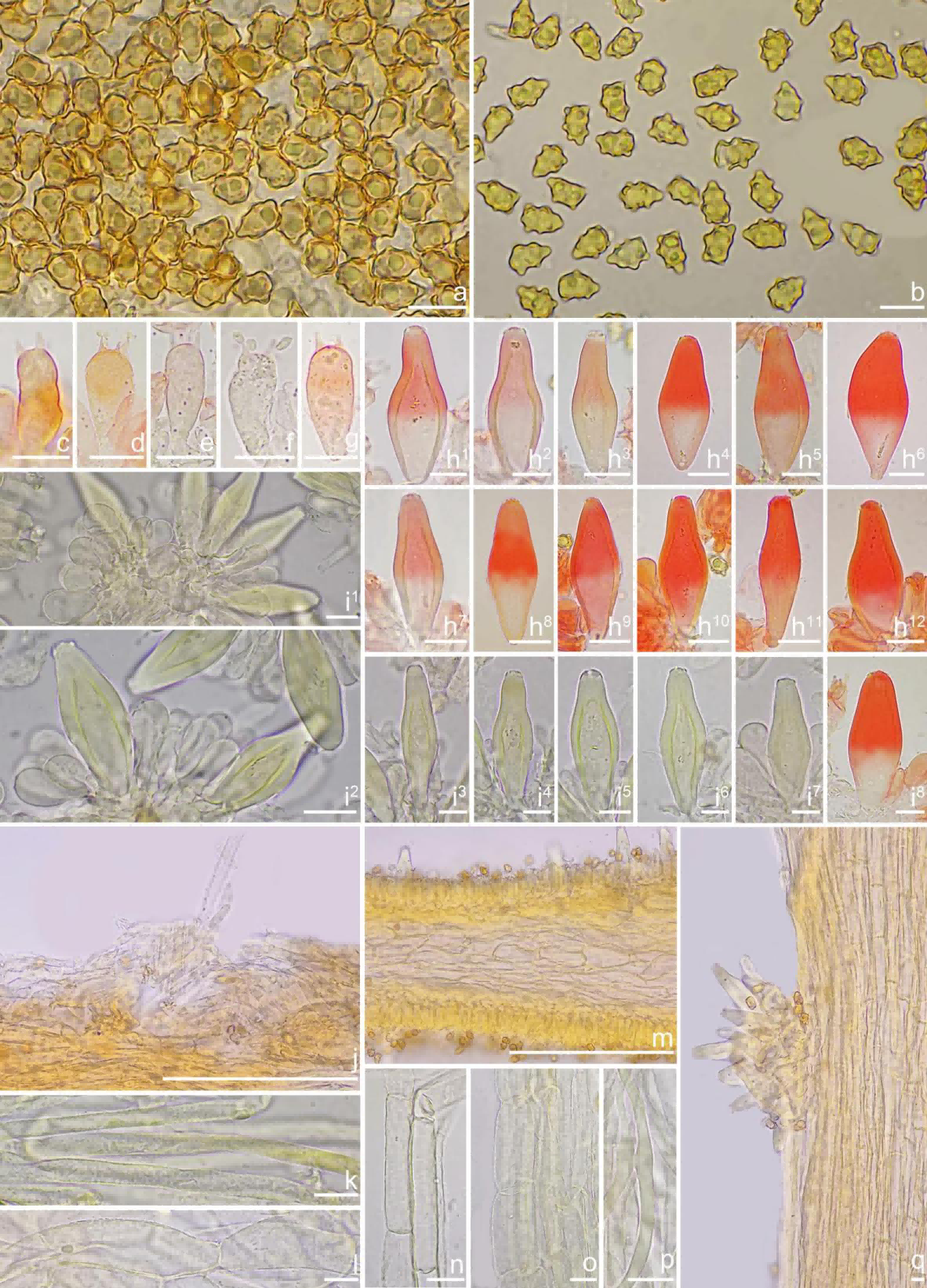 圖片關(guān)鍵詞